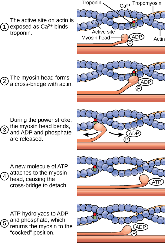 L'illustration montre deux filaments d'actine enroulés avec de la tropomyosine en hélice, placés à côté d'un filament de myosine. Chaque filament d'actine est composé de sous-unités d'actine rondes reliées par une chaîne. Une tête de myosine bulbeuse à laquelle sont attachés de l'ADP et du Pi provient du filament de myosine. Le cycle de contraction commence lorsque le calcium se lie au filament d'actine, permettant à la tête de myosine de former un pont transversal. Pendant le coup de force, la myosine se plie et de l'ADP et du phosphate sont libérés. Par conséquent, le filament d'actine se déplace par rapport au filament de myosine. Une nouvelle molécule d'ATP se lie à la tête de la myosine, provoquant son détachement. L'ATP s'hydrolyse en ADP et en Pi, ramenant la tête de myosine en position armée.