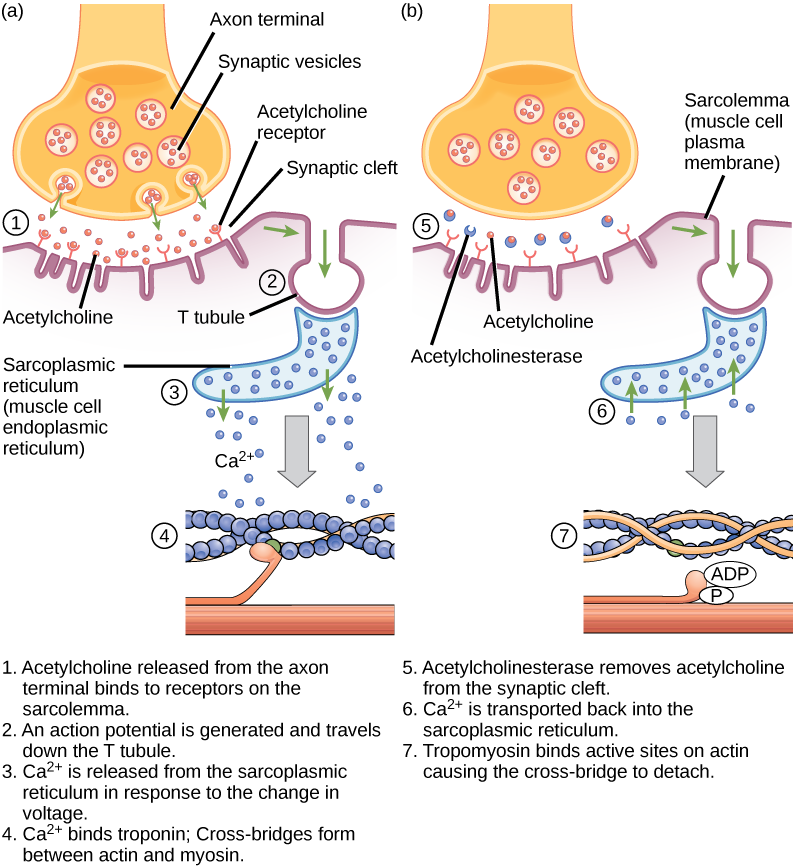 هناك أربع خطوات في بداية تقلص العضلات. الخطوة 1: يرتبط الأسيتيل كولين المنبعث من الحويصلات المشبكية في الطرف المحوري بالمستقبلات الموجودة على غشاء بلازما الخلية العضلية. الخطوة 2: يتم بدء إمكانية إجراء تنتقل عبر الأنبوب T. الخطوة 3: يتم إطلاق أيونات الكالسيوم من الشبكة الساركوبلازمية استجابة للتغير في الجهد. الخطوة 4: ترتبط أيونات الكالسيوم بالتروبونين، مما يعرض المواقع النشطة للأكتين. يحدث تكوين الجسر المتقاطع وتتقلص العضلات. ثلاث خطوات إضافية هي جزء من نهاية تقلص العضلات. الخطوة 5: تتم إزالة الأسيتيل كولين من الشق المشبكي بواسطة أستيل كولينستريز. الخطوة 6: يتم نقل أيونات الكالسيوم مرة أخرى إلى الشبكة الساركوبلازمية. الخطوة 7: يغطي التروبوميوسين المواقع النشطة في الأكتين التي تمنع تكوين الجسور المتقاطعة، وبالتالي ينتهي تقلص العضلات.