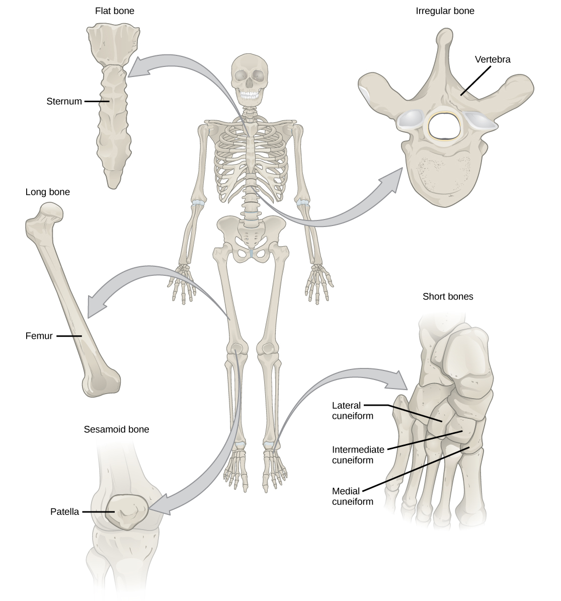 يوضح الرسم التوضيحي تصنيف أنواع العظام المختلفة. القص في الأمام ووسط القفص الصدري عبارة عن عظم مسطح. عظم الفخذ هو عظم طويل. الرضفة هي عظم سمسويد. الفقرات عبارة عن عظام غير منتظمة، وعظام القدم عبارة عن عظام قصيرة.