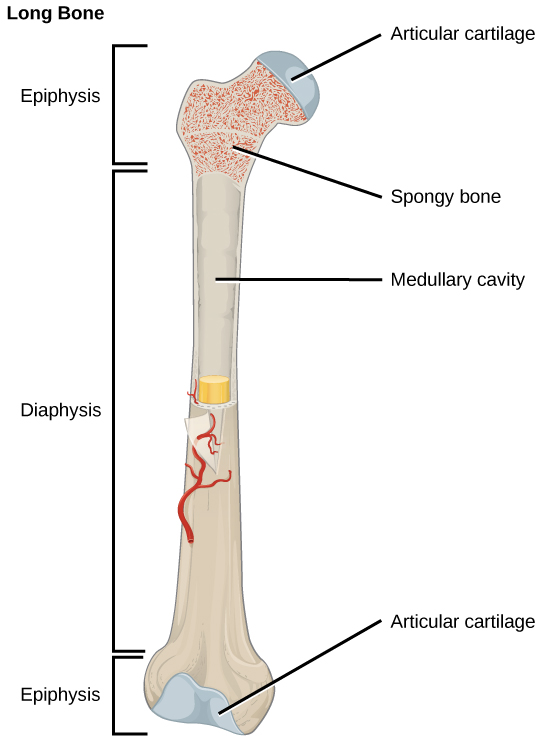 L'illustration montre un os long, large aux deux extrémités et étroit au milieu. Le milieu étroit est appelé diaphyse et les extrémités longues sont appelées épiphyses. Les épiphyses sont remplies d'os spongieux perforés et leurs extrémités sont constituées de cartilage articulaire. Une ouverture creuse au milieu de la diaphyse est appelée cavité médullaire.