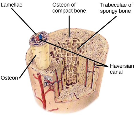 L'illustration montre une coupe transversale d'un os. La partie externe compacte de l'os est constituée d'ostéons cylindriques qui s'étendent sur toute sa longueur. Chaque ostéon est constitué d'une matrice de lamelles qui entourent un canal haversien central. Les artères, les veines et les fibres nerveuses traversent les canaux haversiens. L'os interne spongieux est constitué de trabécules poreuses.