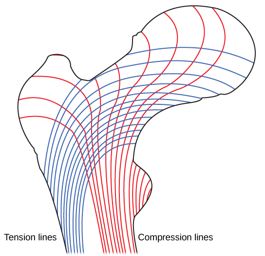 L'illustration montre des lignes de tension dans un os long, qui commencent perpendiculairement à l'épiphyse, puis tournent et s'étendent sur toute la longueur de l'os. Les lignes de compression s'étendent sur la longueur de l'os opposée au côté des lignes de tension.