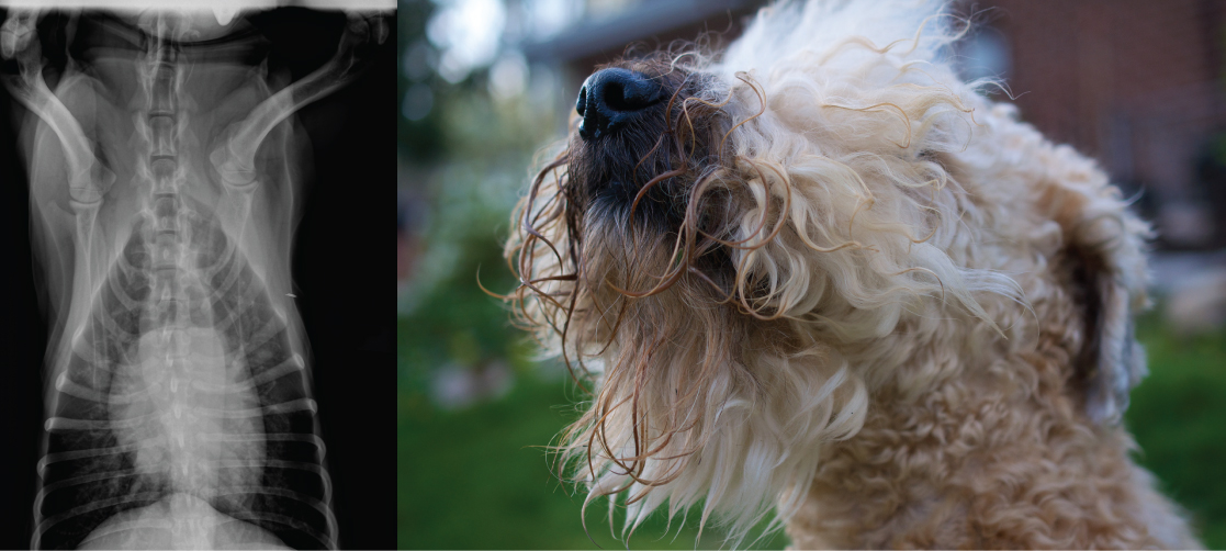 左边的 X 光片显示了一颗狗的心脏，它呈白色长方形肿块，周围环绕着几乎透明的肺组织。 右边的照片显示了一只狗。