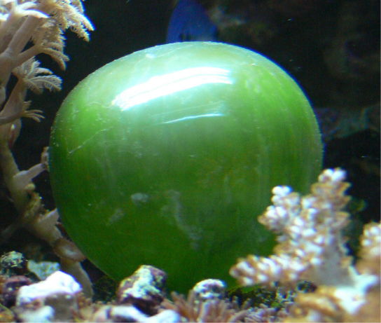 照片显示了一个圆形的绿色细胞，表面光滑、有光泽。 细胞类似于气球。
