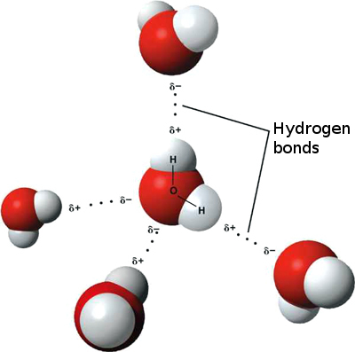 Modelo 3D de enlaces de hidrógeno en agua