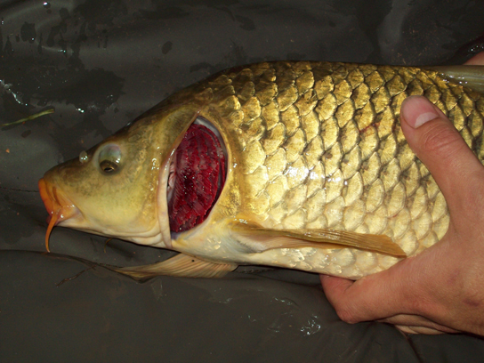 照片显示了一条鲤鱼，头部后部有一块楔形的皮被割掉了，露出了粉红色的。