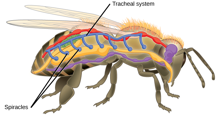 L'illustration montre le système trachéal d'une abeille. Des ouvertures appelées spiracles apparaissent sur les côtés du corps. Des tubes verticaux mènent des spiracles à un tube qui longe le haut du corps de l'avant vers l'arrière.