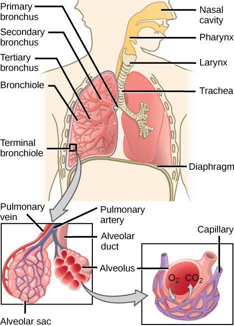 The illustration shows the flow of air through the human respiratory system. The nasal cavity is a wide cavity above and behind the nostrils, and the pharynx is the passageway behind the mouth. The nasal cavity and pharynx join and enter the trachea through the larynx. The larynx is somewhat wider than the trachea and flat. The trachea has concentric, ring-like grooves, giving it a bumpy appearance. The trachea bifurcates into two primary bronchi, which are also grooved. The primary bronchi enter the lungs, and branch into secondary bronchi. The secondary bronchi in turn branch into many tertiary bronchi. The tertiary bronchi branch into bronchioles, which branch into terminal bronchioles. Each terminal bronchiole ends in an alveolar sac. Each alveolar sac contains many alveoli clustered together, like bunches of grapes. The alveolar duct is the air passage into the alveolar sac. The alveoli are hollow, and air empties into them. Pulmonary arteries bring deoxygenated blood to the alveolar sac (and thus appear blue), and pulmonary veins return oxygenated blood (and thus appear red) to the heart. Capillaries form a web around each alveolus. The diaphragm is a membrane that pushes up against the lungs.