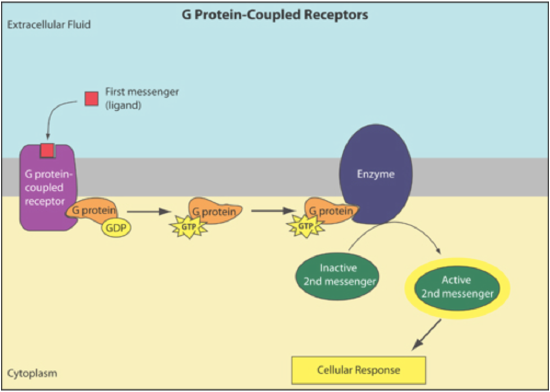 cellular response
