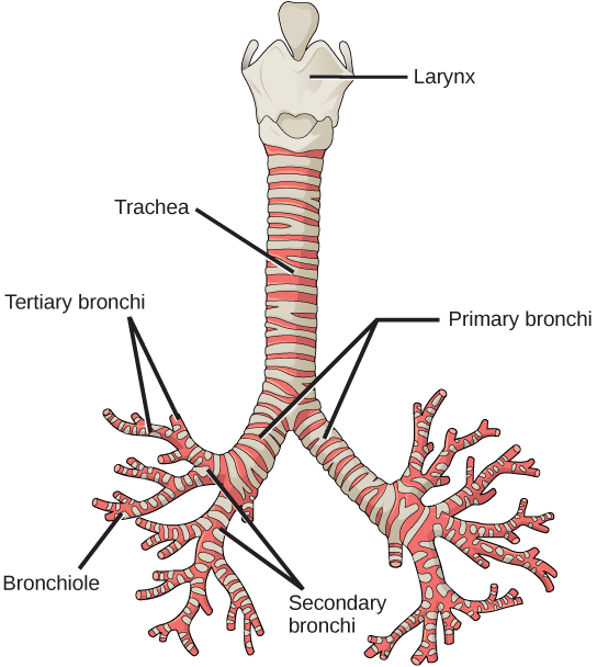 插图显示了气管或气管。 喉部是气管顶部的宽项圈。 在底部，气管分裂成较小的管子，称为原发支气管，进入右肺和左肺。 在肺内，支气管分支到初级和次级支气管，然后分支成细支气管。