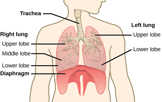 L'illustration montre la trachée, qui commence au sommet du cou et descend jusqu'à la poitrine, où elle se ramifie dans les bronches, qui pénètrent dans les poumons. Le poumon gauche possède deux lobes. Le lobe supérieur est situé devant et au-dessus du lobe inférieur. Le poumon droit possède trois lobes. Le lobe supérieur se trouve en haut, le lobe inférieur est en bas et le lobe central est pris en sandwich entre eux. Le diaphragme appuie contre le bas des poumons et a l'apparence d'une peau tendue sur le dessus d'un tambour. De larges rabats du diaphragme s'étendent vers le bas sur les côtés avant gauche et droit du corps. Sur le dos, de fines lamelles du diaphragme s'étendent vers le bas de chaque côté de la colonne vertébrale.