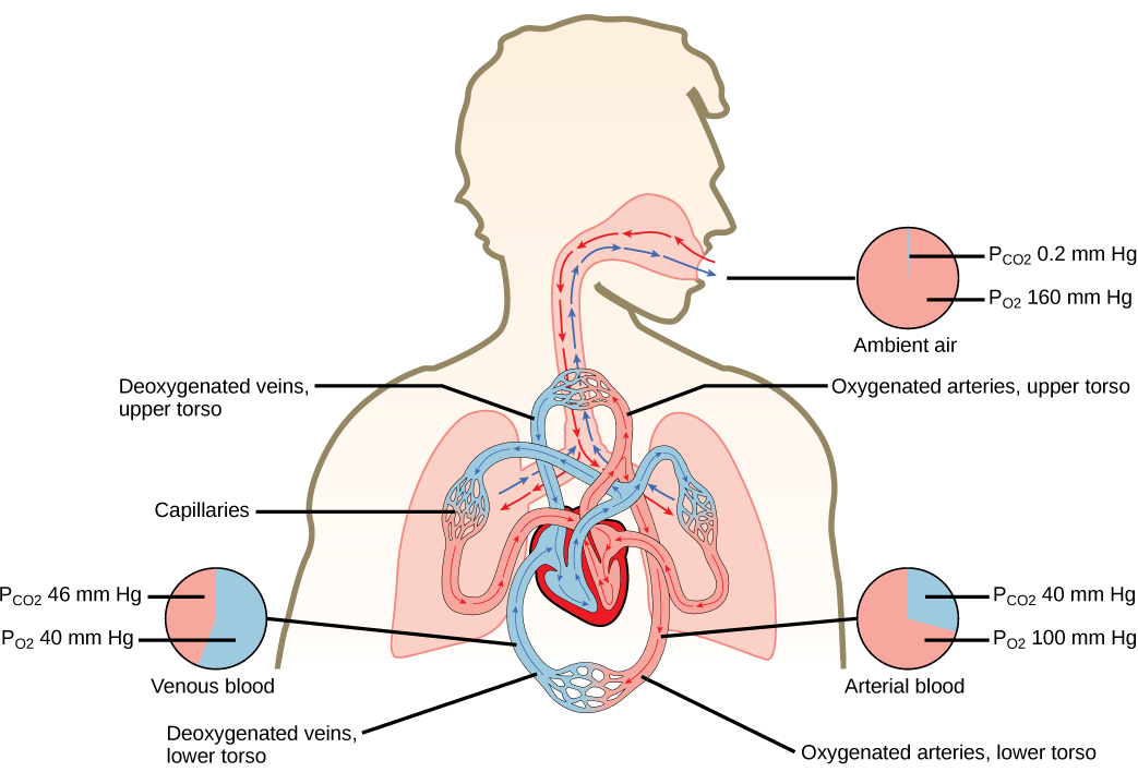 The illustration shows the movement of deoxygenated air into the lungs, and oxygenated air out of the lungs. Also shown is the circulation of blood through the body. Circulation begins when deoxygenated blood in arteries leaves the right side of the heart and enters the lungs. Oxygenated blood exits the lungs, and enters the left side of the heart, which pumps it to the rest of the body via arteries. The partial pressure of oxygen in the atmosphere is 160 millimeters of mercury, and the partial pressure of carbon dioxide is 0.2 millimeters of mercury. The partial pressure of oxygen in the arteries is 100 millimeters of mercury, and the partial pressure of carbon dioxide is 40 millimeters of mercury. The partial pressure of oxygen in the veins is 40 millimeters of mercury, and the partial pressure of carbon dioxide is 46 millimeters of mercury.
