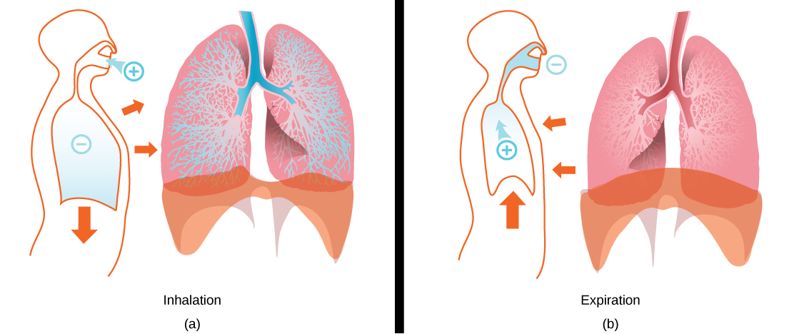 a 部分显示吸入过程中肺泡充满空气，肺泡膨胀。 隔膜向下拉，胸壁的肌肉向外倾斜。 b 部分显示到期期间肺部萎缩。 隔膜向上推，胸腔肌肉向内推。