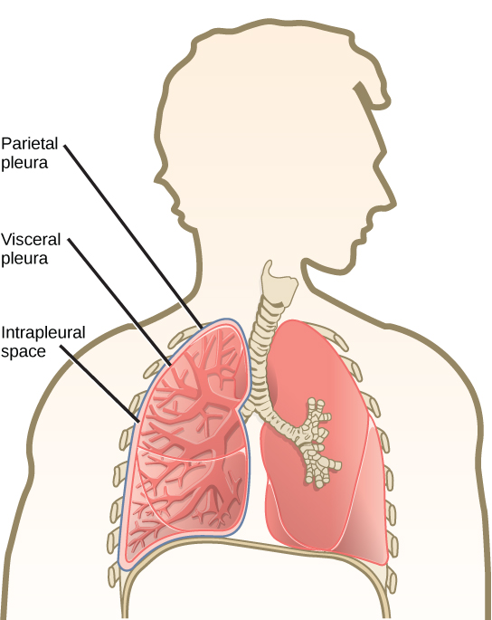 L'illustration montre des poumons humains. Chaque poumon est recouvert d'une plèvre viscérale interne et d'une plèvre pariétale externe. L'espace intrapleural est l'espace entre les deux membranes.