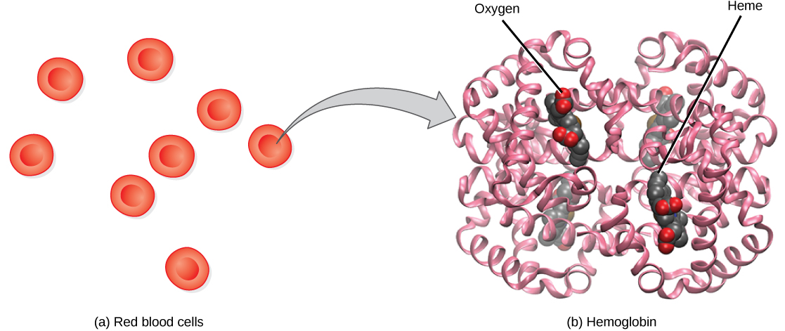 a 部分显示了圆盘状的红细胞。 箭头从红细胞指向 b 部分中的血红蛋白。血红蛋白由盘绕的螺旋组成。 分子的左、右、下和顶部分是对称的。 四个小的血红素组与血红蛋白有关。 氧气与血红素结合。