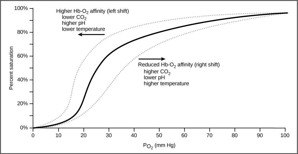 该图绘制了血红蛋白的氧饱和度百分比与氧气分压的关系。 氧饱和度在 S 形曲线中从 0 增加到 100%。 在低二氧化碳、高 pH 值和低温条件下，曲线向左移动；在高二氧化碳、低 pH 值或高温条件下，曲线向右移动。