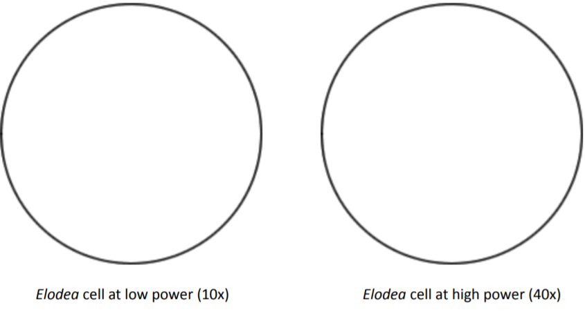 Two circles arranged horizontally, for student Elodea drawings