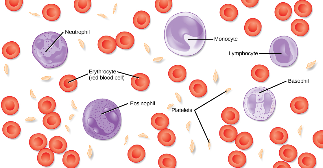 La ilustración muestra diferentes tipos de células sanguíneas y componentes celulares. Los glóbulos rojos tienen forma de disco y se frunzan en el medio. Las plaquetas son largas y delgadas, y aproximadamente la mitad de los glóbulos rojos de longitud. Los neutrófilos, monocitos, linfocitos, eosinófilos y basófilos tienen aproximadamente el doble de diámetro de los glóbulos rojos y esféricos. Los monocitos y eosinófilos tienen núcleos en forma de U. Los eosinófilos contienen gránulos, pero los monocitos no. Tanto los basófilos como los neutrófilos tienen núcleos y gránulos multilobulados de forma irregular.