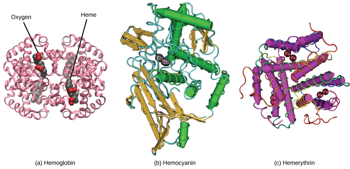 يُظهر النموذج الجزيئي A بنية الهيموجلوبين، الذي يتكون من أربع وحدات بروتينية فرعية، كل منها ملفوف في حلزون. الأجزاء اليسرى واليمنى والسفلية والعلوية من الجزيء متماثلة. ترتبط أربع مجموعات هيمية صغيرة بالهيموجلوبين. الأكسجين مرتبط بالهيم. يُظهر النموذج الجزيئي B بنية الهيموسيانين، وهو بروتين يتكون من حلزون ملفوف وصفائح تشبه الشريط. يرتبط اثنان من أيونات النحاس بالبروتين. يُظهر النموذج الجزيئي C بنية الهيميريثرين، وهو بروتين مصنوع من حلزون ملفوف مع أربعة أيونات حديدية مرتبطة به.