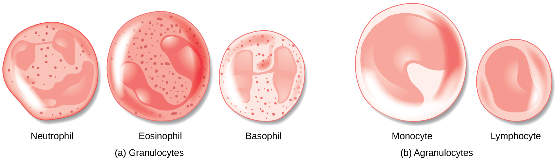La ilustración A muestra los granulocitos, que incluyen neutrófilos, eosinófilos y basófilos. Los tres tipos celulares son similares en tamaño, con núcleos lobulados y gránulos en el citoplasma. La ilustración B muestra agranulocitos, incluyendo linfocitos y monocitos. El monocito es algo más grande que el linfocito y tiene un núcleo en forma de U. El linfocito tiene un núcleo oblongo.