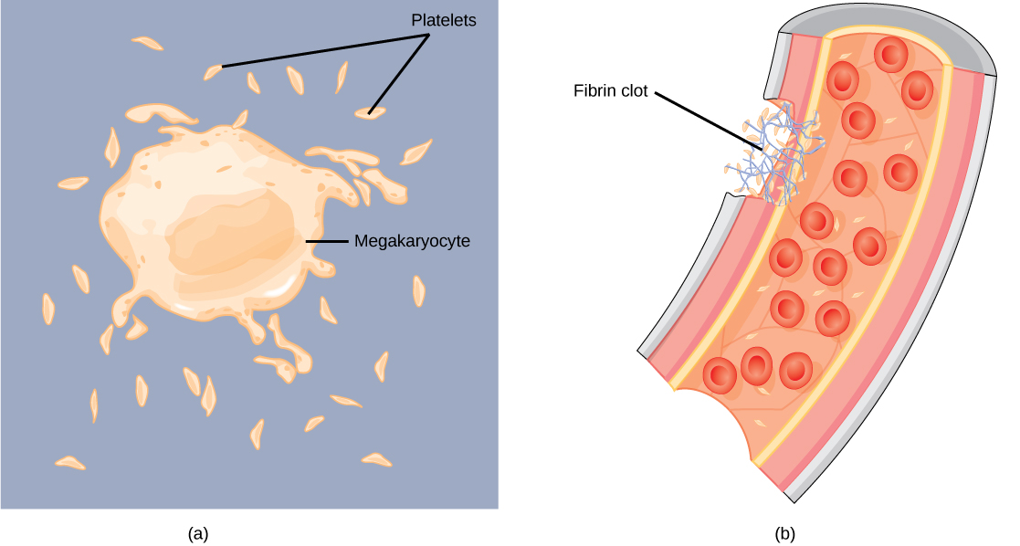 La parte A muestra una célula grande, de forma algo irregular, llamada megacariocito que desprende pequeñas plaquetas oblongas. La parte B muestra un coágulo de fibrina tapando un corte en un vaso sanguíneo. El coágulo está formado por plaquetas y un material fibroso llamado fibrina.