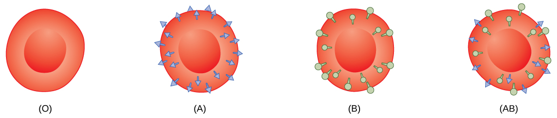 Se muestran los glóbulos rojos tipo O, tipo A, tipo B y tipo AB. Las células tipo O no tienen ningún antígeno en su superficie. Las células de tipo A tienen antígeno A en su superficie. Las células tipo B tienen antígeno B en su superficie. Las células tipo AB tienen ambos antígenos en su superficie.