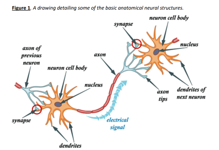 Lab 4: Nervous System - Biology LibreTexts