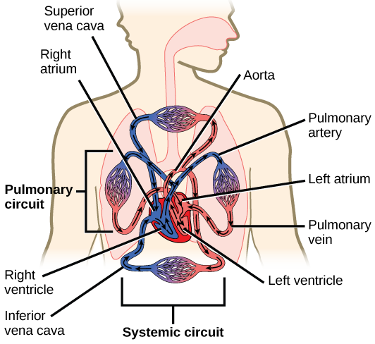 يُظهر الرسم التوضيحي الدورة الدموية من خلال الدوائر الجهازية والرئوية للثدييات. يدخل الدم الأذين الأيسر، الغرفة العلوية اليسرى للقلب، من خلال عروق الدائرة الجهازية. الوريد الرئيسي الذي يغذي القلب من الجزء العلوي من الجسم هو الوريد الأجوف العلوي، والوريد الرئيسي الذي يغذي القلب من الجزء السفلي من الجسم هو الوريد الأجوف السفلي. ينتقل الدم من الأذين الأيسر إلى البطين الأيسر، ثم إلى الشريان الرئوي. من الشريان الرئوي يدخل الدم الشعيرات الدموية في الرئة. ثم يتم جمع الدم عن طريق الوريد الرئوي، ثم يدخل القلب مرة أخرى من خلال الغرفة العلوية اليسرى للقلب، الأذين الأيسر. ينتقل الدم إلى البطين الأيسر، ثم يدخل مرة أخرى إلى الدائرة الجهازية عبر الشريان الأورطي، الذي يخرج عبر الجزء العلوي من القلب. يدخل الدم أنسجة الجسم من خلال الشعيرات الدموية في الدائرة الجهازية.