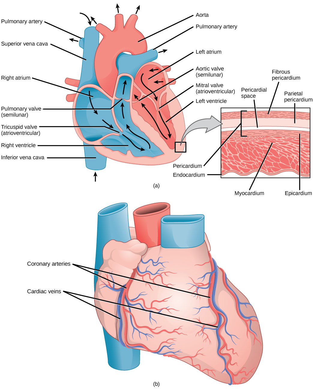 La ilustración A muestra las partes del corazón. La sangre ingresa a la aurícula derecha a través de una vena cava superior superior y una vena cava inferior inferior. Desde la aurícula derecha, la sangre fluye a través de la válvula tricúspide en forma de embudo hacia el ventrículo derecho. Luego, la sangre viaja hacia arriba y a través de la válvula pulmonar hacia la arteria pulmonar. La sangre vuelve a ingresar al corazón a través de las venas pulmonares, y viaja hacia abajo desde la aurícula izquierda, a través de la válvula mitral, hacia el ventrículo derecho. La sangre luego viaja hacia arriba a través de la válvula aórtica, hacia la aorta. Las válvulas tricúspide y mitral son auriculoventriculares y en forma de embudo. Las válvulas pulmonar y aórtica son semilunares y ligeramente curvadas. Un recuadro muestra una sección transversal del corazón. El miocardio es la capa muscular gruesa. El interior del corazón está protegido por el endocardio, y el exterior está protegido por el pericardio. La ilustración B muestra el exterior del corazón. Las arterias coronarias y las venas coronarias corren de arriba hacia abajo a lo largo de los lados derecho e izquierdo.