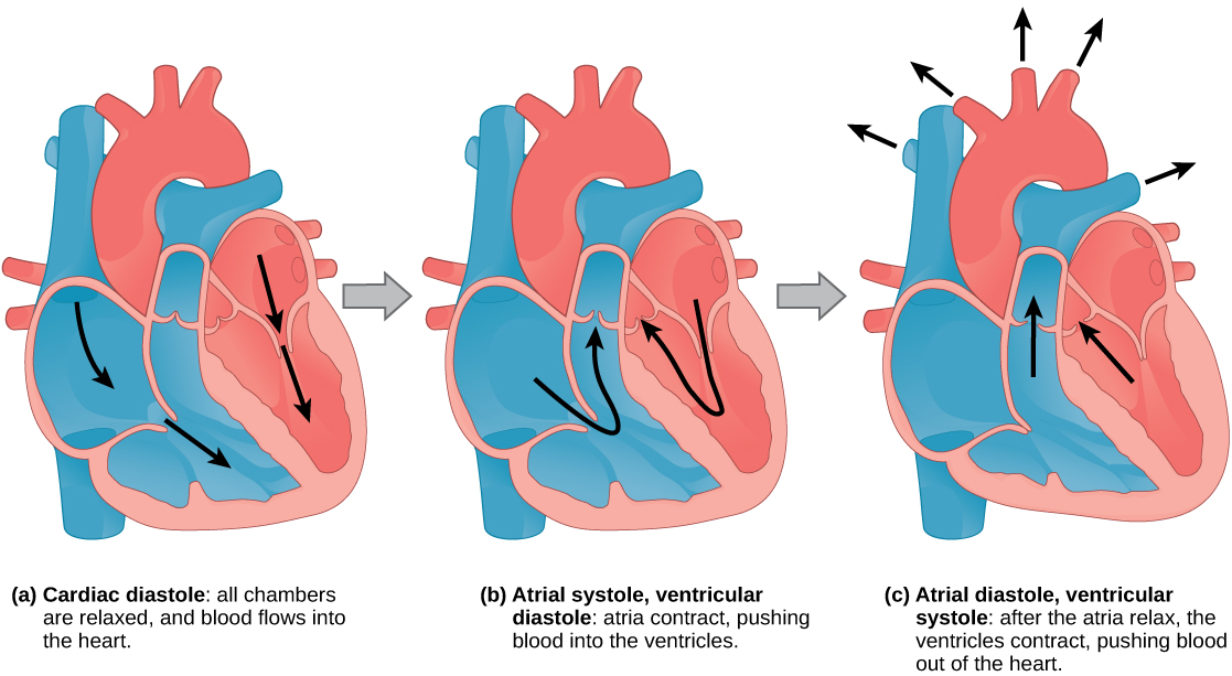 La ilustración A muestra la diástole cardíaca. El músculo cardíaco está relajado, y la sangre fluye hacia las aurículas del corazón y hacia los ventrículos. La ilustración B muestra la sístole auricular; las aurículas se contraen, empujando la sangre hacia los ventrículos, los cuales están relajados. La ilustración C muestra la diástole auricular; después de que las aurículas se relajan, los ventrículos se contraen, empujando la sangre fuera del corazón.