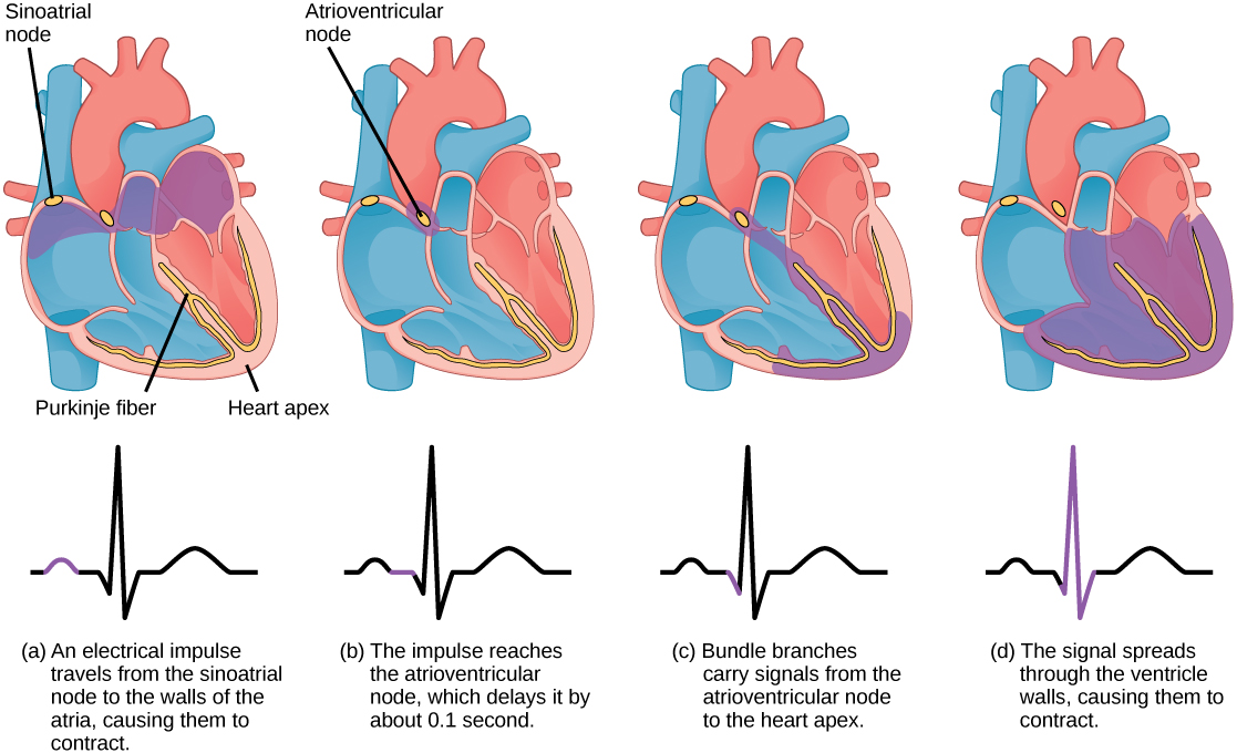 تقع العقدة الجيبية الأذينية في الجزء العلوي من الأذين الأيمن، وتقع العقدة الأذينية البطينية بين الأذين الأيمن والبطين الأيمن. تبدأ نبضات القلب بنبضة كهربائية في العقدة الجيبية الأذينية، والتي تنتشر في جميع أنحاء جدران الأذين، مما يؤدي إلى حدوث نتوء في قراءة مخطط كهربية القلب. ثم تتجمع الإشارة عند العقدة الأذينية البطينية، مما يتسبب في قراءة مخطط كهربية القلب إلى الخط المسطح لفترة وجيزة. بعد ذلك، تمر الإشارة من العقدة الأذينية البطينية إلى ألياف بوركينجي، التي تنتقل من العقدة الأذينية إلى منتصف القلب، بين البطينين، ثم تصعد جانبي البطينين. عندما تمر الإشارة عبر ألياف Purkinje تنخفض قراءة ECG. ثم تنتشر الإشارة في جميع أنحاء جدران البطين، ويتقلص البطينان، مما يؤدي إلى ارتفاع حاد في تخطيط القلب الكهربائي. ويتبع السنبلة خط مسطح أطول من الأول ثم نتوء.