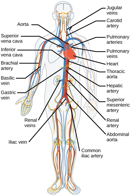 يوضح الرسم التوضيحي الأوعية الدموية البشرية الرئيسية. من القلب، يتم ضخ الدم إلى الشريان الأورطي وتوزيعه على الشرايين الجهازية. تجلب الشرايين السباتية الدم إلى الرأس. تجلب الشرايين العضدية الدم إلى الذراعين. ينقل الشريان الأورطي الصدري الدم إلى جذع الجسم على طول العمود الفقري. تجلب الشرايين الكبدية والمعدية والكلوية، التي تتفرع من الشريان الأورطي الصدري، الدم إلى الكبد والمعدة والكلى، على التوالي. يجلب الشريان الحرقفي الدم إلى الساقين. يتم إرجاع الدم إلى القلب من خلال عروقين رئيسيين، الوريد الأجوف العلوي في الأعلى، والوريد الأجوف السفلي في الأسفل. تعيد الأوردة الوداجية الدم من الرأس. تعيد الأوردة البازيلية الدم من الذراعين. تعيد الأوردة الكبدية والمعدية والكلوية الدم من الكبد والمعدة والكلى، على التوالي. يعيد الوريد الحرقفي الدم من الساقين.