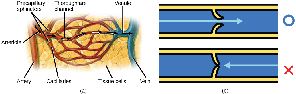 La ilustración A muestra una arteria que se ramifica en una arteriola, que se ramifica en un lecho capilar. El inicio de cada capilar tiene un esfínter que regula el flujo a través del mismo. Los capilares convergen en una vena, que se une a una vena. La parte B muestra una válvula en un vaso sanguíneo. La válvula está ligeramente curvada de tal manera que el flujo en una dirección la empuja a abrirse, mientras que el flujo en la otra dirección la empuja a cerrarse.