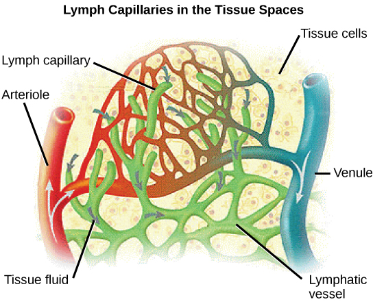 La ilustración muestra una arteriola y una vena que se ramifican en un lecho capilar. Los capilares linfáticos rodean el lecho capilar. El líquido se difunde desde los vasos sanguíneos hacia los vasos linfáticos.