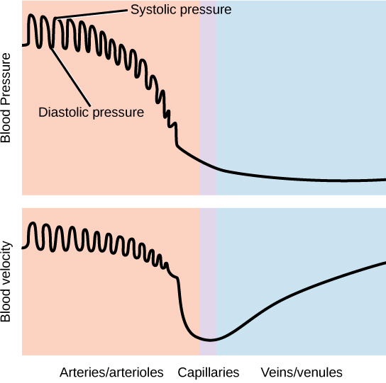 Graph A shows blood pressure, which starts high in the arteries and gradually drops as blood passes through the capillaries and veins. Blood velocity drops gradually in the arteries, then precipitously in the capillaries. Velocity increases as blood enters the veins. In the arteries, both blood pressure and velocity fluctuate to a higher level during diastole and a lower level during systole.