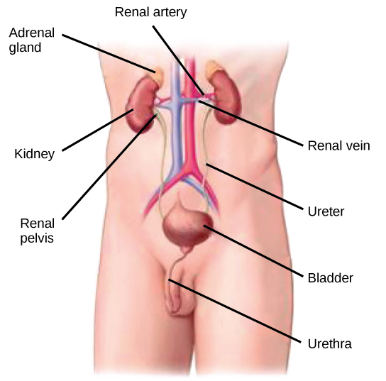 La ilustración muestra la colocación de los riñones y la vejiga en un hombre humano. Los dos riñones se enfrentan uno al otro y se encuentran en el lado posterior, aproximadamente a la mitad de la espalda. Una arteria renal y una vena renal se extienden desde el interior medio de cada riñón, hacia un vaso sanguíneo mayor que corre por la mitad del cuerpo. Un uréter baja de cada riñón a la vejiga, saco que se encuentra justo por encima de la pelvis. La uretra baja desde la parte inferior de la vejiga y a través del pene. Las glándulas suprarrenales son masas grumosas que se asientan en la parte superior de los riñones.