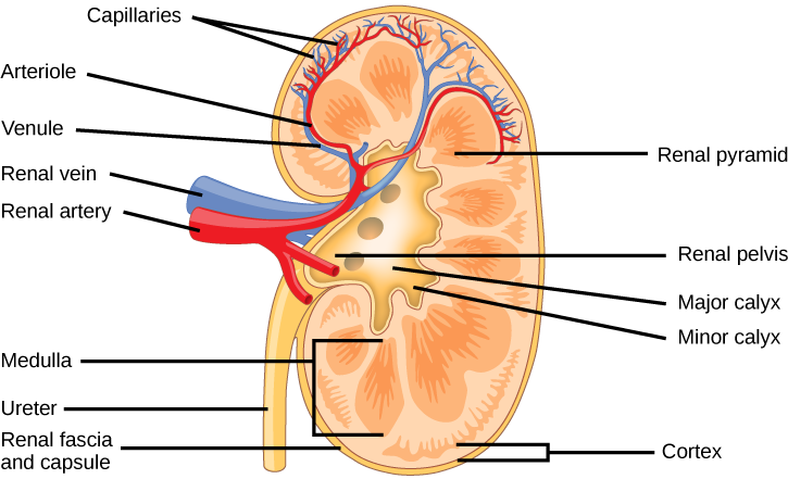 El riñón tiene forma de frijol de pie en el extremo. Dos capas, la fascia renal externa y una cápsula interna, cubren el exterior del riñón. El interior del riñón consta de tres capas: la corteza externa, la médula media y la pelvis renal interna. La pelvis renal está enrasada con el lado cóncavo del riñón, y se vacía en el uréter, un tubo que baja por fuera del lado cóncavo del riñón. Nueve pirámides renales están incrustadas en la médula, que es la capa renal más gruesa. Cada pirámide renal tiene forma de lágrimas, con el extremo estrecho orientado hacia la pelvis renal. La arteria renal y la vena renal ingresan a la parte cóncava del riñón, justo por encima del uréter. La arteria renal y la vena renal se ramifican en arteriolas y venuolas, respectivamente, que se extienden hacia el riñón y se ramifican en capilares en la corteza.