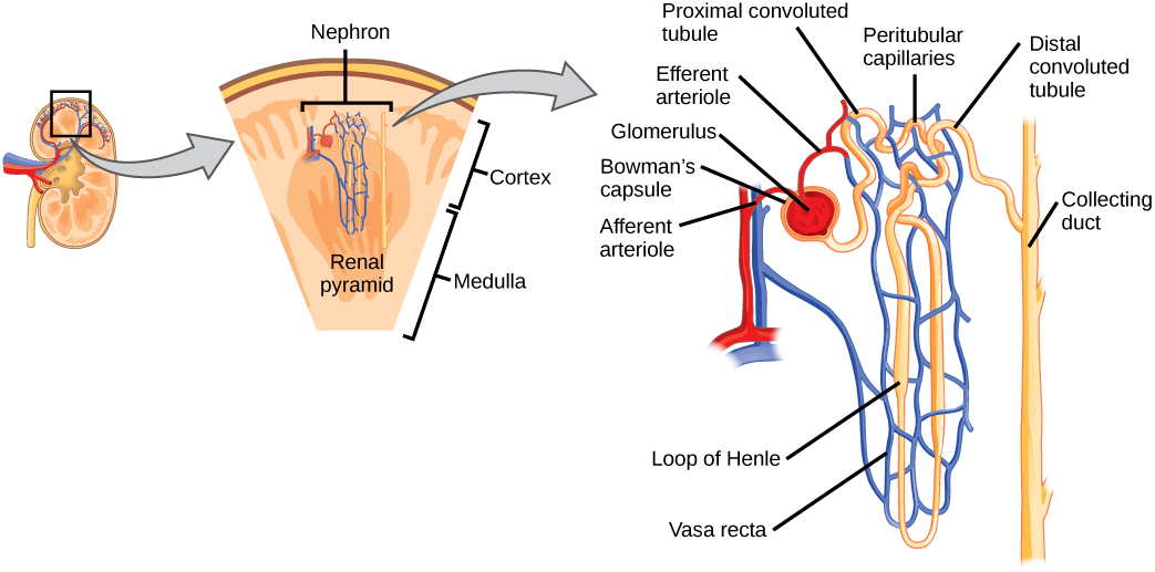 La ilustración muestra la nefrona, una estructura tubular que comienza en la corteza renal. Aquí, las arteriolas convergen en una estructura tipo bulbo llamada glomérulo, que está parcialmente rodeada por una cápsula de Bowman. Las arteriolas aferentes ingresan al glomérulo y las arteriolas eferentes salen. El glomérulo se desemboca en el túbulo convolucionado proximal. Un asa larga, llamada asa de Henle, se extiende desde el túbulo contorneado proximal hasta la médula interna del riñón, y luego de regreso a la corteza. Allí, el asa de Henle se une a un túbulo contorneado distal. El túbulo contorneado distal se une a un conducto colector, que viaja desde la médula de regreso a la corteza, hacia el centro del riñón. Finalmente, el contenido de la pirámide renal se vacía en la pelvis renal, y luego en el uréter.
