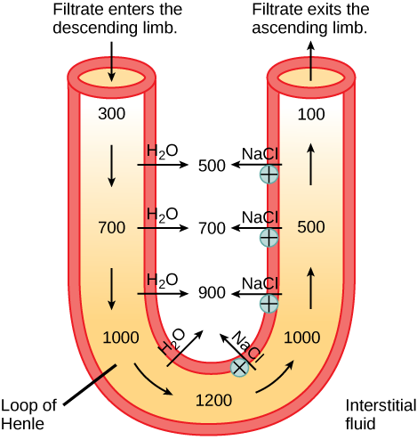 Un tubo en forma de U representa el bucle de Henle. El filtrado ingresa a la extremidad descendente y sale de la extremidad ascendente. La extremidad descendente es permeable al agua y el agua viaja desde la extremidad hasta el espacio intersticial. Como consecuencia, la osmolalidad del filtrado dentro de la extremidad aumenta de 300 miliosmoles por litro en la parte superior a 1200 miliosmoles por litro en la parte inferior. El miembro ascendente es permeable a los iones de sodio y cloruro. Debido a que la osmolalidad dentro de la parte inferior de la extremidad es mayor que el líquido intersticial, estos iones se difunden fuera de la extremidad ascendente. Más arriba, el sodio se transporta activamente fuera de la extremidad, y el cloruro sigue.