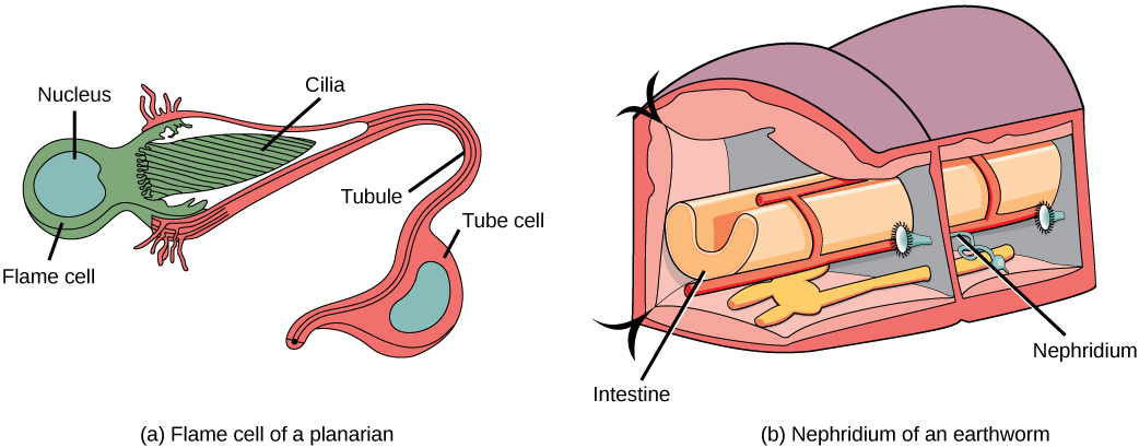 يُظهر الرسم التوضيحي A خلية لهب على شكل لمبة مع أهداب بارزة من أحد طرفيها. تشكل الأهداب نقطة، مثل طرف فرشاة الرسم، داخل فتحة واسعة في نهاية الخلية الأنبوبية. تضيق الخلية الأنبوبية لتتحول إلى أنبوبة، ثم تتسع إلى جسم توجد فيه النواة. يستمر الأنبوب في تجاوز جسم الخلية. يُظهر الرسم التوضيحي B مقطعًا عرضيًا لدودة الأرض، وهي مجزأة بجدران تفصل كل قطعة. تخرج فتحة النيفريديوم الشبيهة بالبوق من الجدار. تحيط الأهداب بالافتتاح. خارج الجدار، يشكل النيفريديوم أنبوبًا يتجه إلى السطح البطني، حيث يتصل بفتحة إلى الخارج. فوق الفتحة مباشرة، يتسع الأنبوب إلى المثانة.