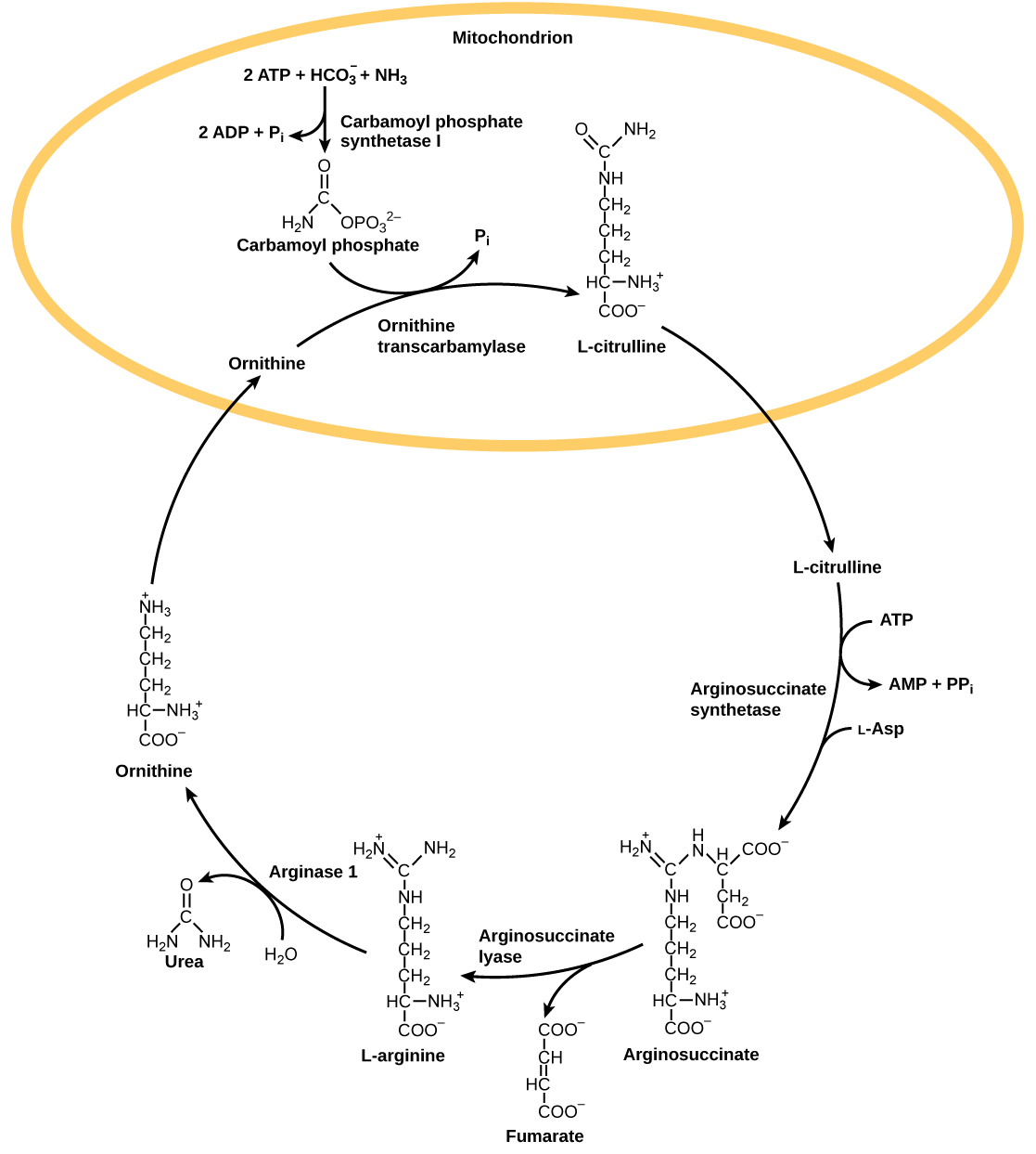 تبدأ دورة اليوريا في الميتوكوندريا، حيث يتم دمج البيكربونات (HCO3) مع الأمونيا (NH3) لصنع فوسفات الكاربامويل. يتم استخدام اثنين من ATP في هذه العملية. يضيف أورنيثين ترانسكارباميلاز فوسفات الكاربامويل إلى حمض أميني من خمسة كربون يسمى أورنيثين لصنع L-سيترولين. يترك إل-سيترولين الميتوكوندريا، ويضيف إنزيم يسمى أرجينوسكسينات سينثيتاس حمضًا أمينيًا رباعي الكربون يسمى L-aspartate إليه لصنع أرجينوسكسينات. في هذه العملية، يتم تحويل ATP واحد إلى AMP و PPI. يزيل اللياز الأرجينوسكسينات جزيء فومارات رباعي الكربون من الأرجينوسكسينات، مكونًا الحمض الأميني سداسي الكربون إل-أرجينين. يزيل Arginase-1 جزيء اليوريا من إل-أرجينين، ويشكل الأورنيثين في هذه العملية. تحتوي اليوريا على كربون واحد مزدوج الارتباط بالأكسجين وواحد مرتبط بمجموعتين من الأمونيا. يدخل الأورنيثين الميتوكوندريا ليكمل الدورة.