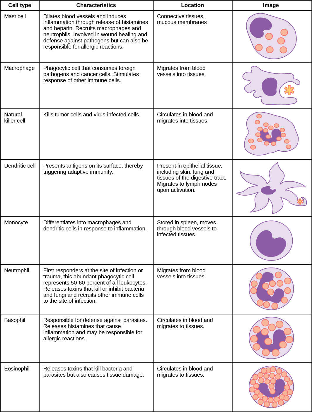 该表显示了各种类型的白细胞并描述了它们的功能。 肥大细胞、自然杀伤细胞、中性粒细胞、嗜碱性粒细胞和嗜酸性粒细胞都充满了颗粒，并具有马蹄形的核。 巨噬细胞形状不规则，有圆形核。 树突有星状的突起物和一个马蹄形的小核。 肥大细胞扩张血管，通过释放组胺和肝素诱发炎症。 它们还会招募巨噬细胞和中性粒细胞，参与伤口愈合和对病原体的防御，但也可能导致过敏反应。 它们存在于结缔组织和粘膜中。 巨噬细胞是消耗外来病原体和癌细胞的吞噬细胞。 它们刺激其他免疫细胞的反应并从血管迁移到组织中。 自然杀伤细胞杀死肿瘤细胞和病毒感染细胞。 它们在血液中循环并迁移到组织中。 树突状细胞在其表面存在抗原，从而触发适应性免疫。 它们存在于上皮组织中的组织中，包括皮肤、肺和消化道组织。 激活后迁移到淋巴结。 单核细胞因炎症而分化为巨噬细胞和树突状细胞。 它们储存在脾脏中，通过血管转移到受感染的组织。 中性粒细胞是感染或创伤部位的第一反应者，这些丰富的吞噬细胞占所有白细胞的50-60％。 释放杀死或抑制细菌和真菌的毒素，并将其他免疫细胞招募到感染部位。 它们从血管迁移到组织中。 嗜碱性粒细胞负责防御寄生虫。 它们释放的组胺会引起炎症，并可能导致过敏反应。 它们在血液中循环并迁移到组织中。 嗜酸性粒细胞会释放毒素，杀死细菌和寄生虫，但也会造成组织损伤。 它们在血液中循环并迁移到组织中。