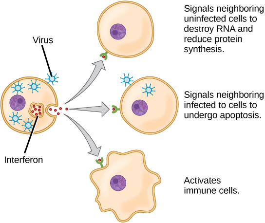 插图显示了一个分泌干扰素的病毒感染细胞，干扰素与邻近细胞的受体结合。 干扰素向邻近的未感染细胞发出信号，以破坏RNA并减少蛋白质合成，从而使病毒更难感染细胞。 它向邻近的受感染细胞发出细胞凋亡信号。 它还可以激活附近的免疫细胞。