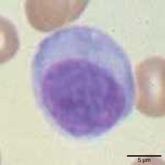 显微照片显示了一个具有大细胞核的圆形细胞。