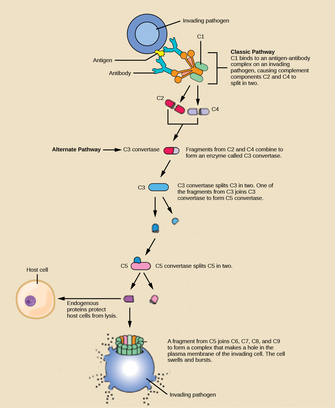 插图显示了一种表面有抗原的入侵病原体。 在传统的补体激活途径中，宿主抗体结合抗原，而 C1 结合抗体。 C1 抗体复合物导致 C2 和 C4 各分裂成两半。 来自 C2 和 C4 的片段各自结合在一起形成一种叫做 C3 转化酶的酶。 c3Convertase 将 C3 一分为二。 来自 C3 的其中一个片段加入 C3 转换酶形成了 C5 转换酶。 C5 转换器将 C5 一分为二。 来自 C5 的片段结合 C6、C7、C8 和 C9，形成复合物，在质膜上为入侵细胞开一个洞。 细胞膨胀和破裂。 在替代途径中，C3 转化酶自发地将 C3 一分为二，其余途径与经典途径相同。 内源性蛋白的存在可以保护宿主细胞免受补体的侵害。