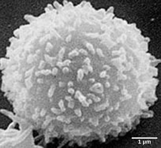 La micrographie montre une cellule qui ressemble à une boule de neige floue.
