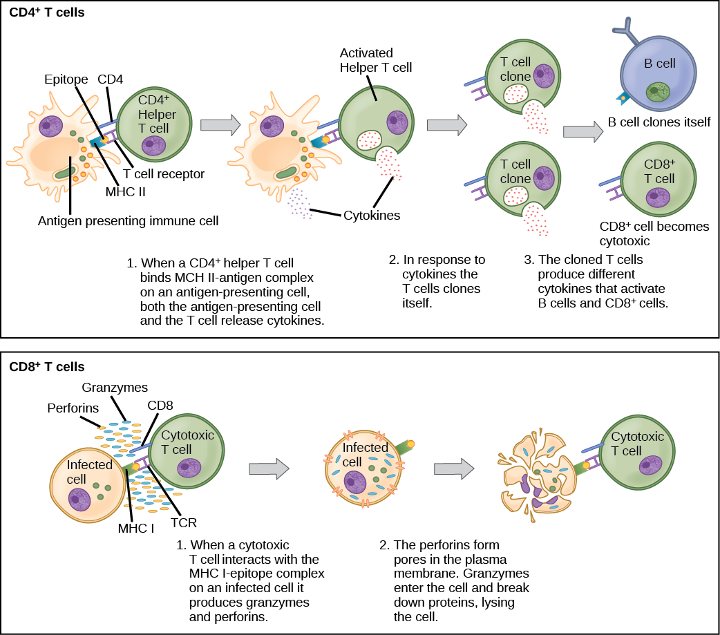 L'illustration montre l'activation d'un lymphocyte T auxiliaire CD4-plus. Une cellule présentatrice d'antigène digère un pathogène. Les épitopes de ce pathogène sont présentés conjointement avec les molécules du MHC II à la surface des cellules. Un récepteur des lymphocytes T et un récepteur CD8, tous deux situés à la surface du lymphocyte T, se lient au complexe épitopique du MHC II. En conséquence, le lymphocyte T auxiliaire est activé et le lymphocyte T auxiliaire et la cellule présentatrice d'antigène libèrent des cytokines. Les cytokines induisent le lymphocyte T auxiliaire à se cloner lui-même. Les lymphocytes T auxiliaires clonés libèrent différentes cytokines qui activent les lymphocytes B et les lymphocytes T CD8+, les transformant en lymphocytes T cytotoxiques. Le cytotoxique et lie le complexe d'épitopes I du MHC sur une cellule infectée. Le lymphocyte T cytotoxique libère ensuite des molécules de perforine, qui forment un pore dans la membrane plasmique, et des granzymes, qui décomposent les protéines, tuant ainsi la cellule.