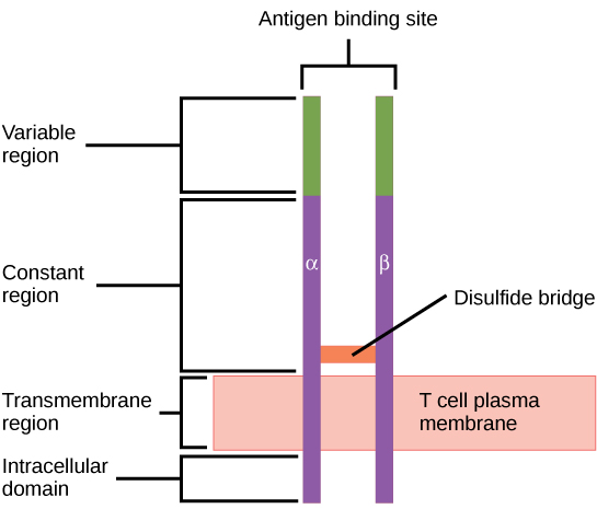 插图显示了一个 T 细胞受体，它有两个从质膜投射出的柱状亚单位。 名为 alpha 和 beta 的亚基通过二硫化物桥相连。 每列细胞外部分的上三分之一称为可变区域，下三分之二称为恒定区域。 横跨膜的区域称为跨膜区域。 跨膜区下方是一个短的细胞内区域。
