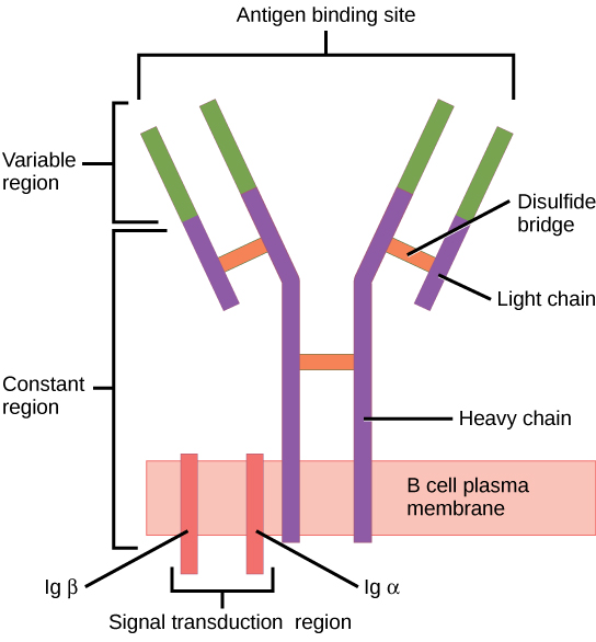 L'illustration montre un récepteur des lymphocytes B qui possède deux sous-unités en forme de colonne, appelées chaînes lourdes, faisant saillie vers le haut à partir de la membrane plasmique. Chaque colonne s'éloigne de l'autre à peu près à mi-hauteur, ce qui donne une structure en forme de Y. Deux sous-unités plus courtes, appelées chaînes légères, rejoignent les chaînes lourdes après le virage. La partie supérieure des chaînes légères et lourdes est la région variable qui constitue le site de liaison à l'antigène. Le bas des chaînes légères et lourdes forme la région constante. La région de transduction du signal est constituée de deux protéines, Ig beta et Ig alpha, intégrées dans la membrane plasmique, avec des projections sur le côté cytoplasmique.