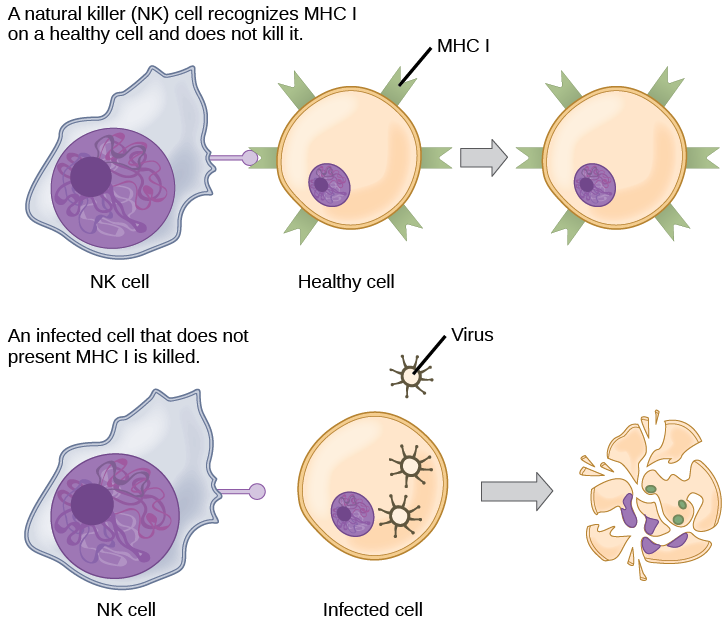 健康、未受感染的细胞在其表面呈现 MHC I。 自然杀伤细胞可以识别 MHC I，但不会杀死细胞。 不产生 MHC I 的受感染细胞会被杀死。